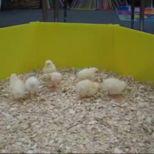 Chicks and Beethoven