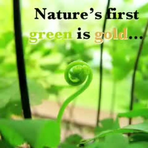 Nothing Gold Can Stay