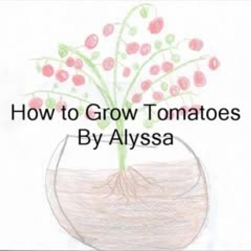 How to Grow Tomatoes