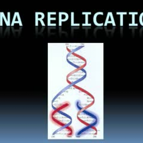 DNA Replication 2