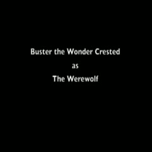 Buster the Wonder Crested