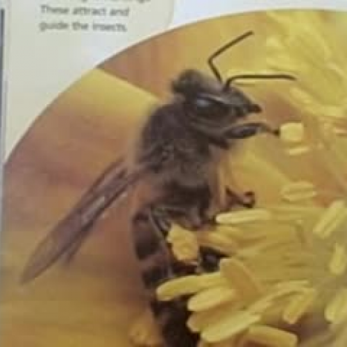 Quadratic Equation Song