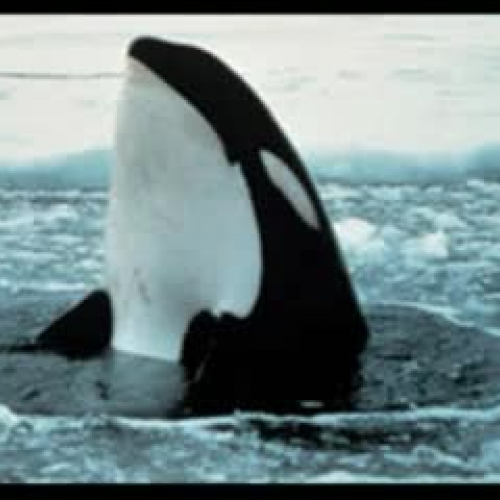 Killer Whales