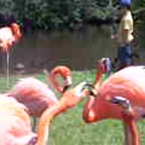 Flamingoes Fighting during mating season