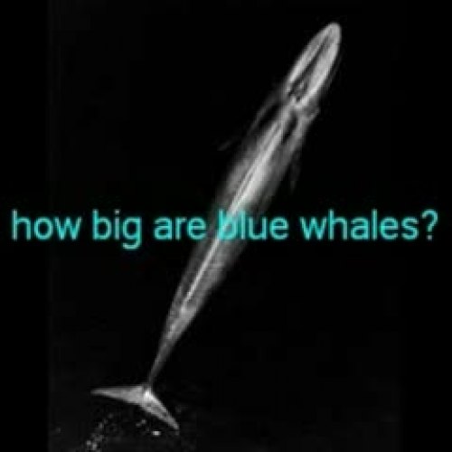 blue whales
