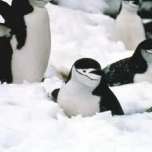 Chinstrap Penguins