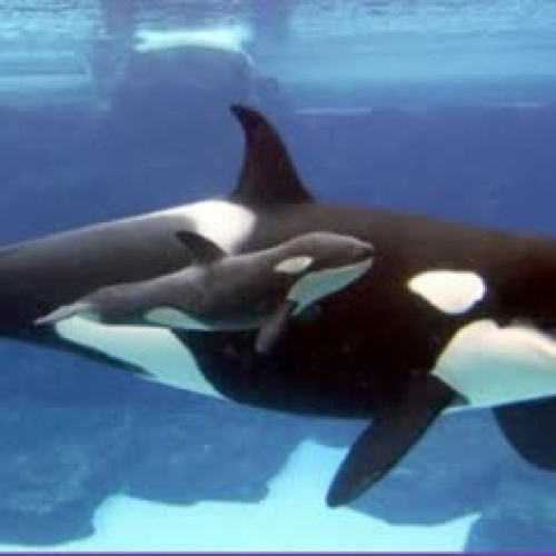 Killer Whales