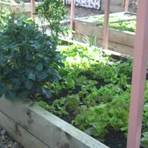 Karen's veggie garden