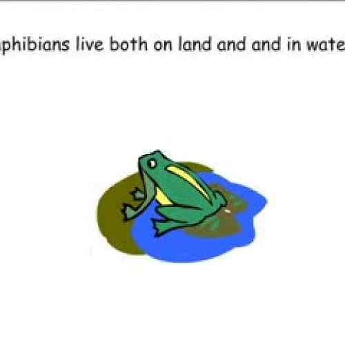 What is an Amphibian