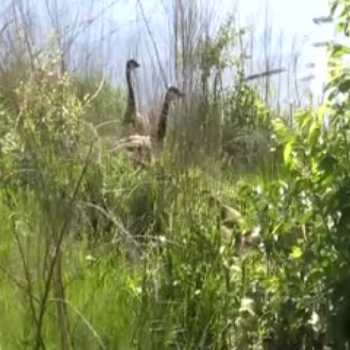 geese video