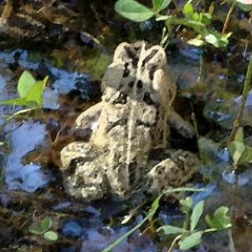 A "Toadly" Awesome Adventure in Fir