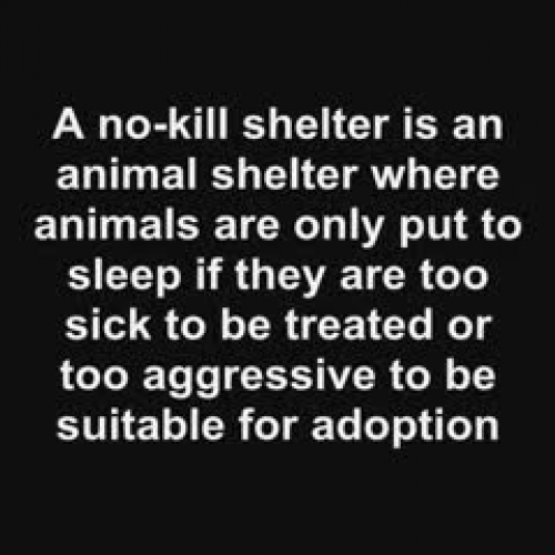 No Kill Animal Shelters