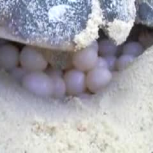 Turtle Digital Story