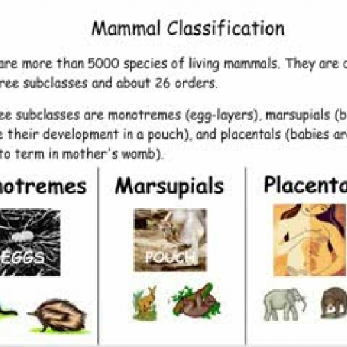 Mammal Classifcation