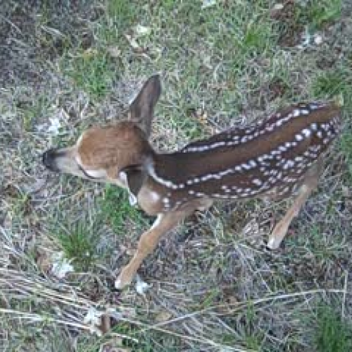 Baby Fawn