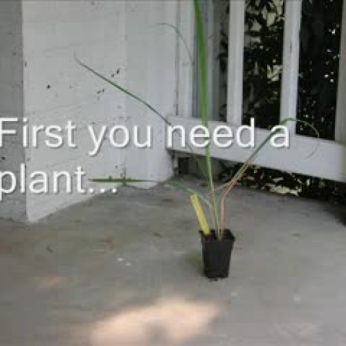 Potting a plant