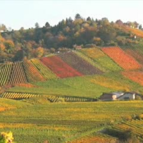 Esperanza Rising Review