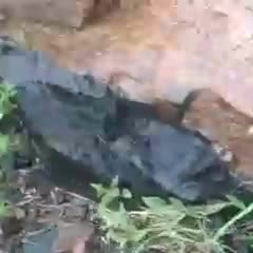 Geology: Diabase Dike  and Granite