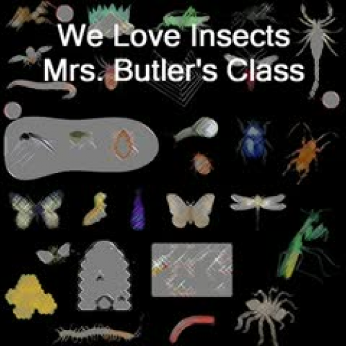 First Grade Insects