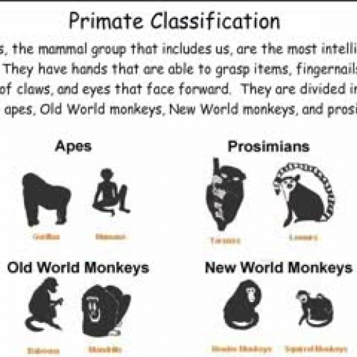 Primate Classification
