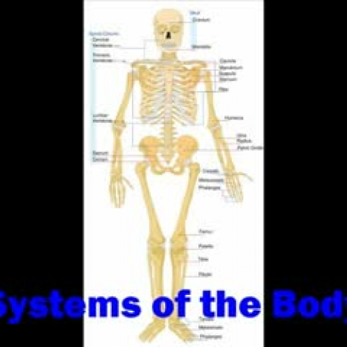 Systems of the Human Body