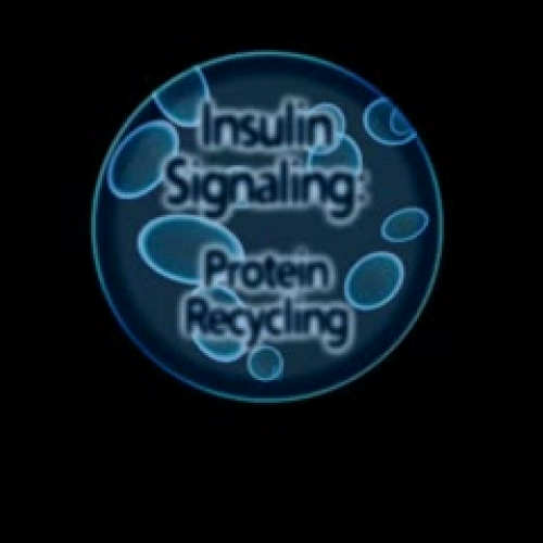 Protein Recycling