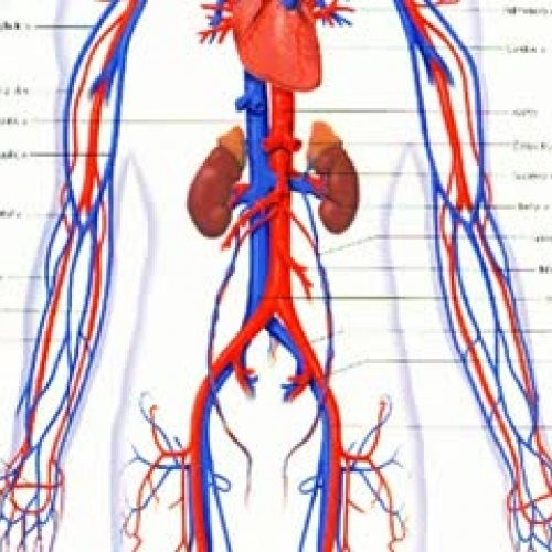 The Circulatory System