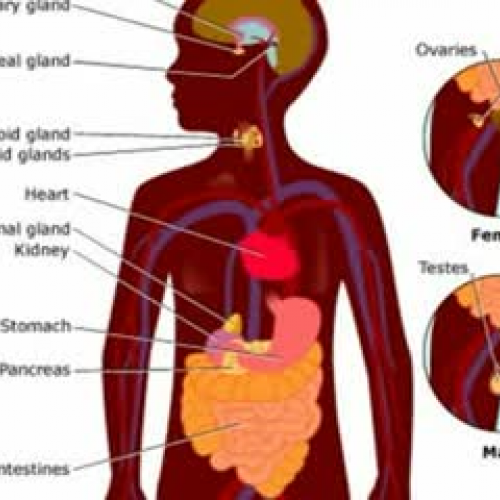 The Endocrine System