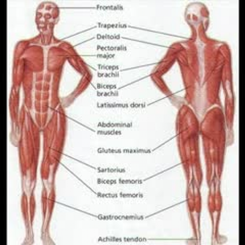 The Muscular System