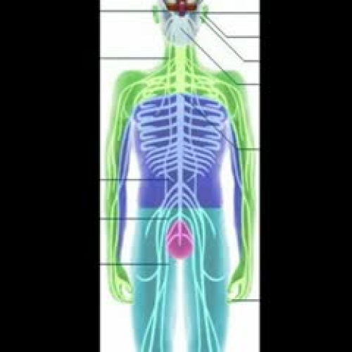 The Nervous System