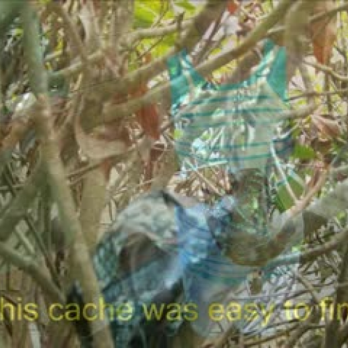 Technolog Camp-Arctic Foxes