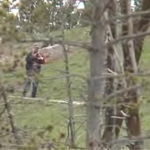 Yellowstone Grizzly Approaches Tourist