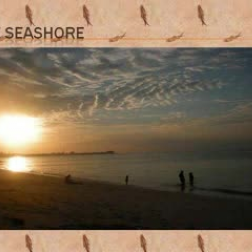 The Seashore