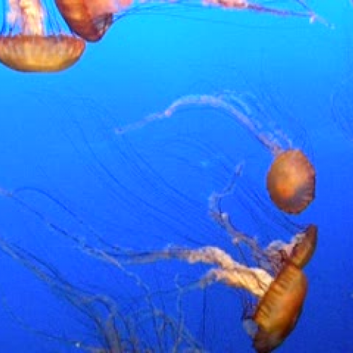 Jellyfish at Monterey Bay Aquarium