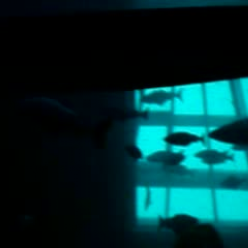 Aquarium 4