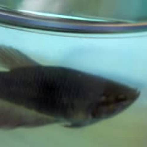 beta fish