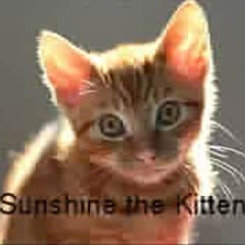 Sunshine the Kitten