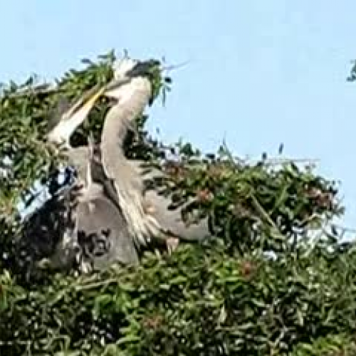Hungry young herons