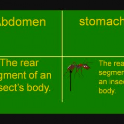 Abdomen