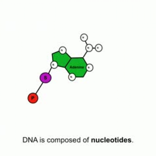 DNA in a nutshell