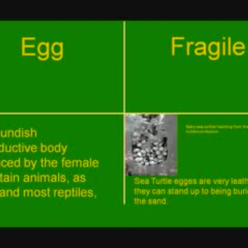 Egg