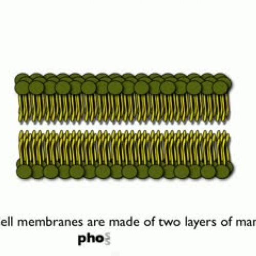 Introduction the Phospholipids