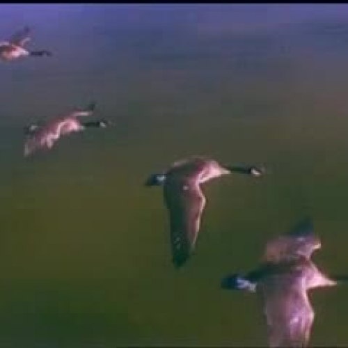 Flight of the Geese
