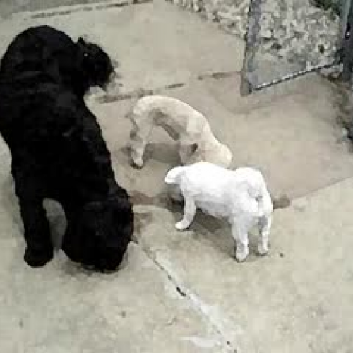 The hochstettler Hounds