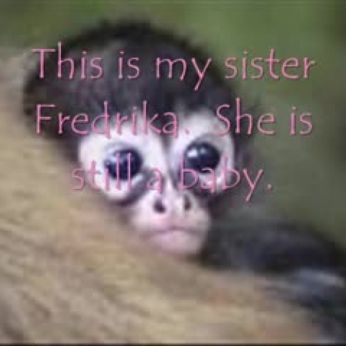 Meet Fred the Monkey