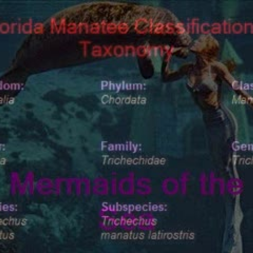 Manatee Lesson video