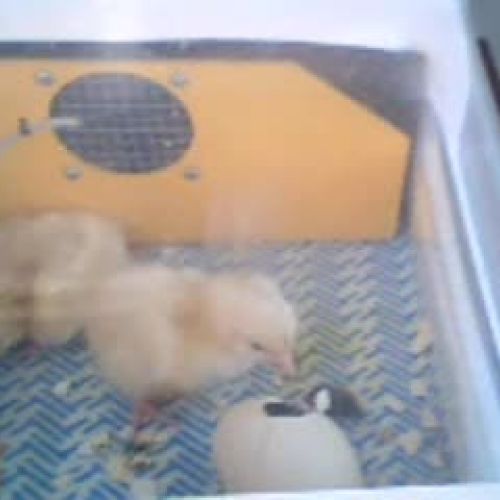 Chicken hatching