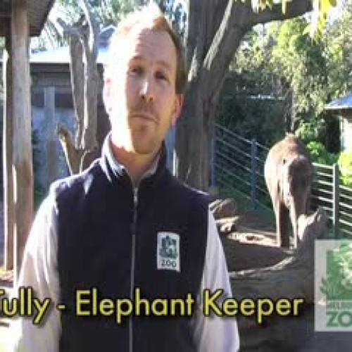 Pregnant elephants update