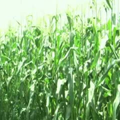 Statistics of Field Corn and Sweet Corn