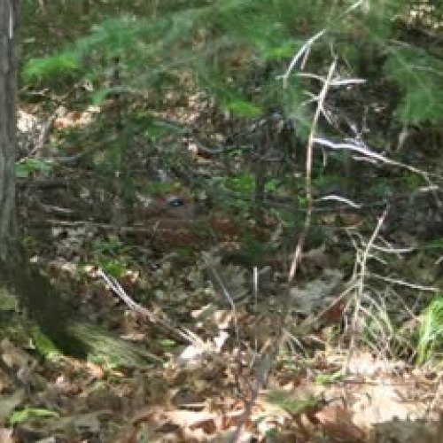 Spring on Lake content